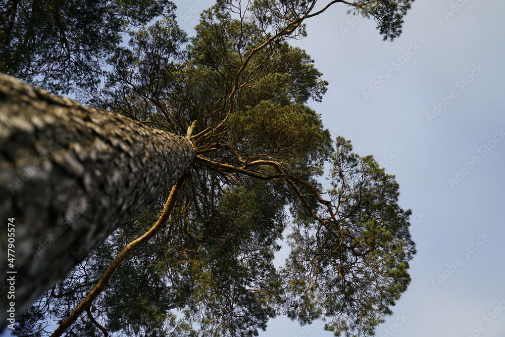 Fototapeta premium Perspective shoot, Tree and beautiful sky