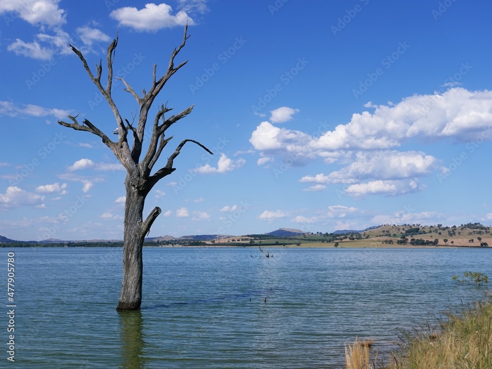 Leafless dead tree standing alone in the Bowna Waters Reserve natural parkland on the foreshore of Lake Hume, Albury, New South wales, Australia.