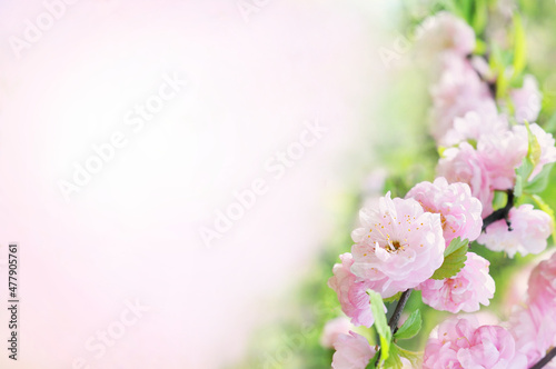 Spring blossom, springtime pink flowers bloom, pastel and soft floral card, selective focus, shallow DOF, toned