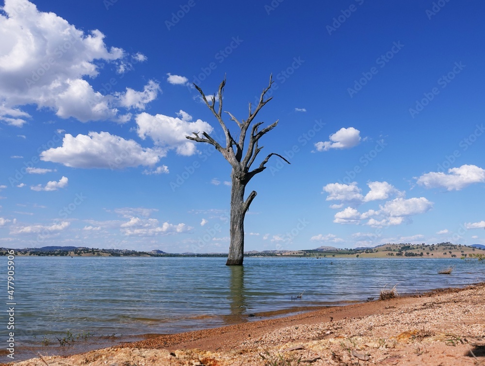 Leafless dead tree standing alone in the Bowna Waters Reserve natural parkland on the foreshore of Lake Hume, Albury, New South wales, Australia. Leafless dead tree standing alone in the Bowna Waters Reserve natural parkland on the foreshore of Lake Hume, Albury, New South wales, Australia.