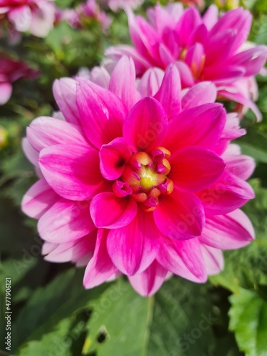 pink dahlia flower
