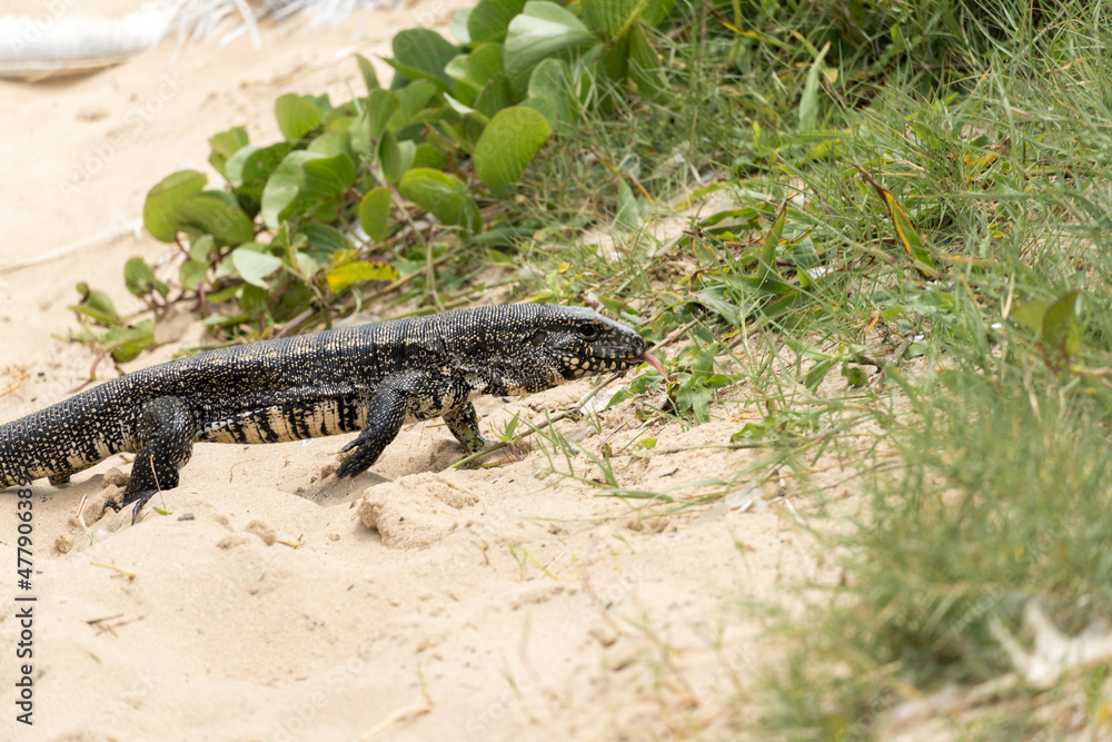 Teiú lizard alone on the beach sand in the city of Rio de Janeiro, Brazil. Tupinambis belonging to the Teiidae family. Usually called tegus. Found mainly in South America Teiú lizard alone on the beach sand in the city of Rio de Janeiro, Brazil. Tupinambis belonging to the Teiidae family. Usually called tegus. Found mainly in South America