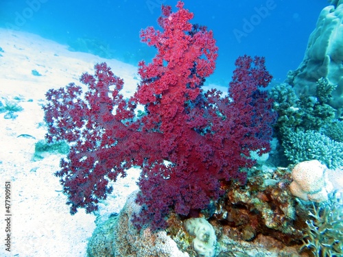Fototapeta Naklejka Na Ścianę i Meble -  soft pink coral reef and sea