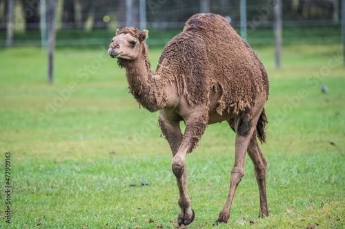 Camel and its long neck