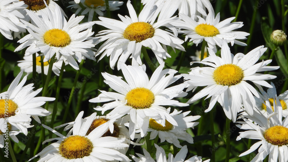 Fototapeta premium Screen full of yellow Shasta Daisy flowers