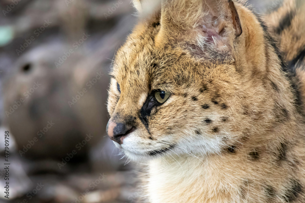 Obraz premium African Serval