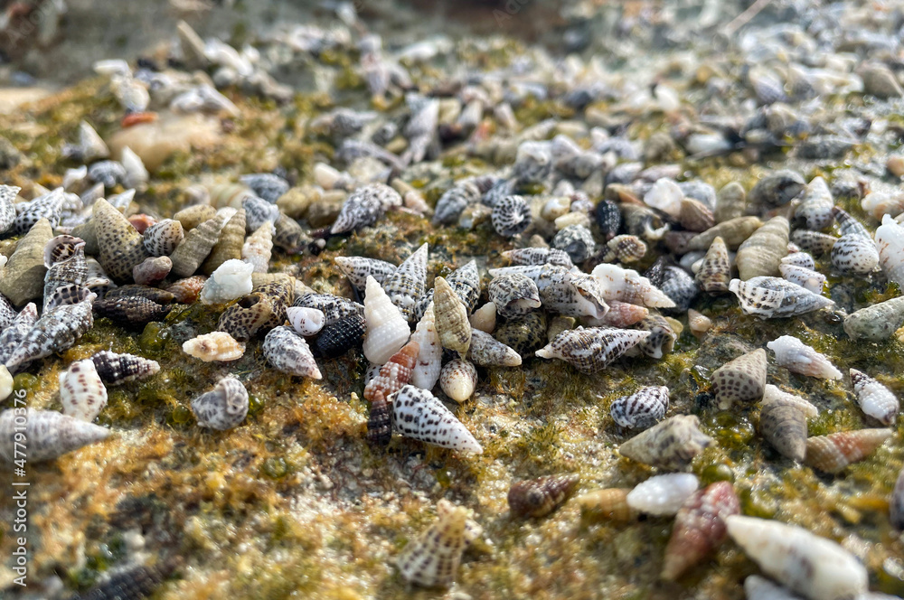 hermit crabs on the beach