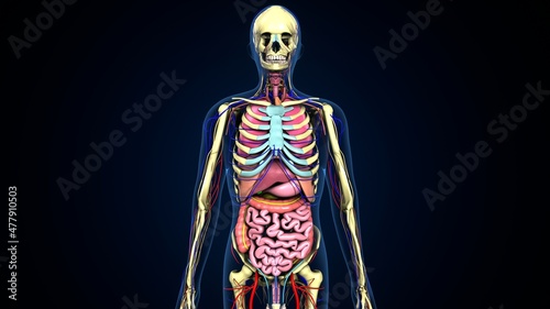 3d illustration of human body inner oranges system anatomy.