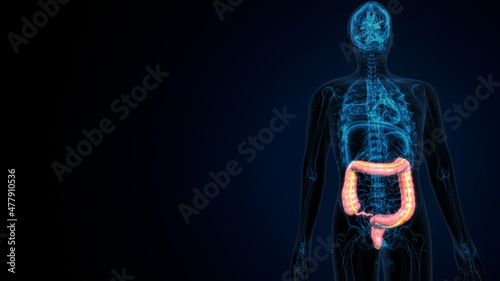 Large Intestine 3D Illustration Human Digestive System Anatomy