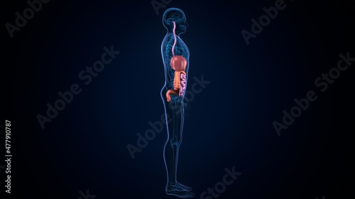 3d illustration of human body digestive system anatomy.