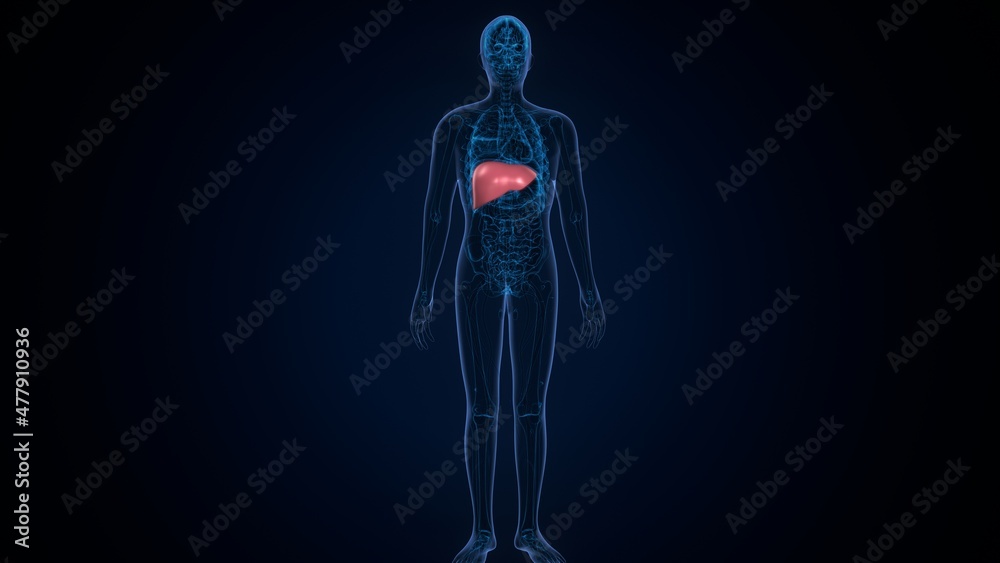 Liver 3D Illustration Human Digestive System Anatomy
