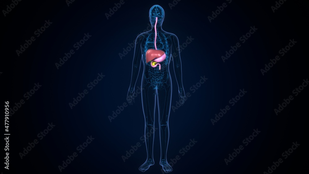 3d illustration of human digestive system anatomy. 3d illustration of human digestive system anatomy.