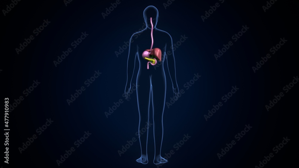 3d illustration of human digestive system anatomy. 3d illustration of human digestive system anatomy.