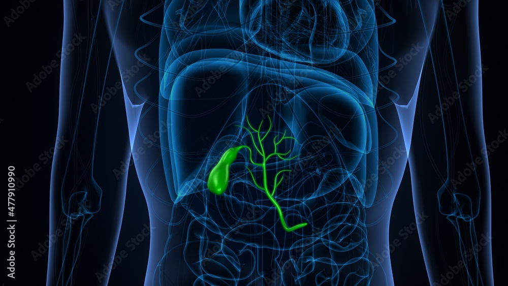 3d illustration of human internal organ gallbladder anatomy. Stock ...