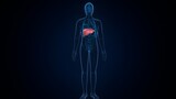 Liver 3D Illustration Human Digestive System Anatomy
