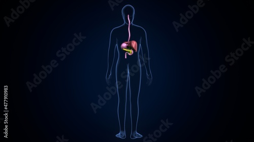 3d illustration of human digestive system anatomy.