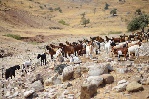 Goats on a pastures of Cyprus. Dairy farming. Bio organic healthy food production. Growing livestock is a traditional direction of farming. Animal farm.