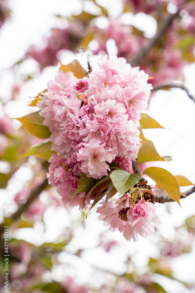 Beautiful close up macro photo of blooming cherry blossom tree pink leaves. Vertical orientation