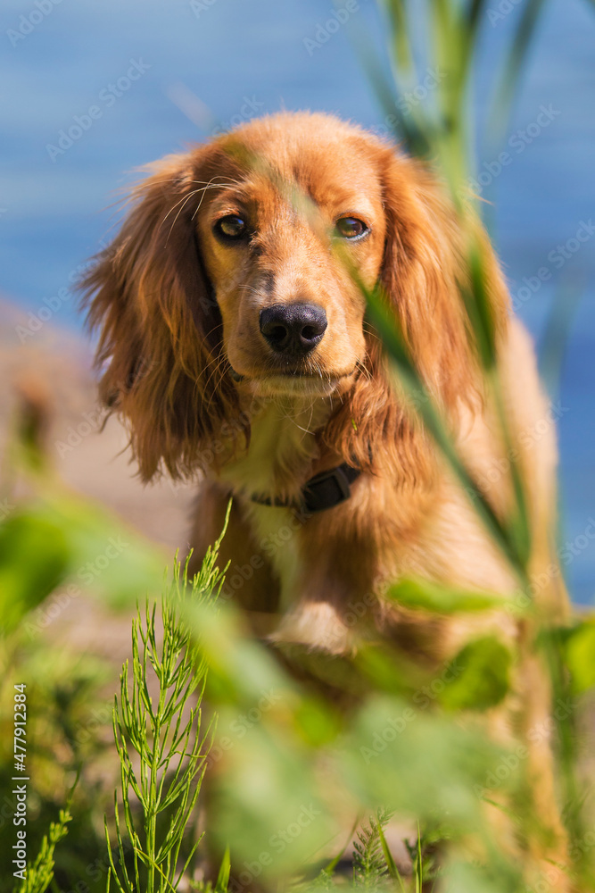 red cocker spaniel in nature