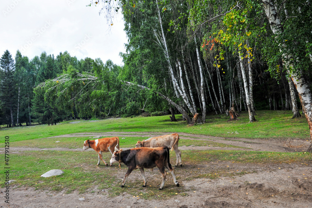 Beautiful birch forest, grassland and cattle scenery, in Xinjiang, China