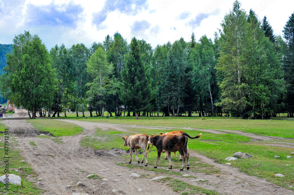 Beautiful birch forest, grassland and cattle scenery, in Xinjiang, China Beautiful birch forest, grassland and cattle scenery, in Xinjiang, China