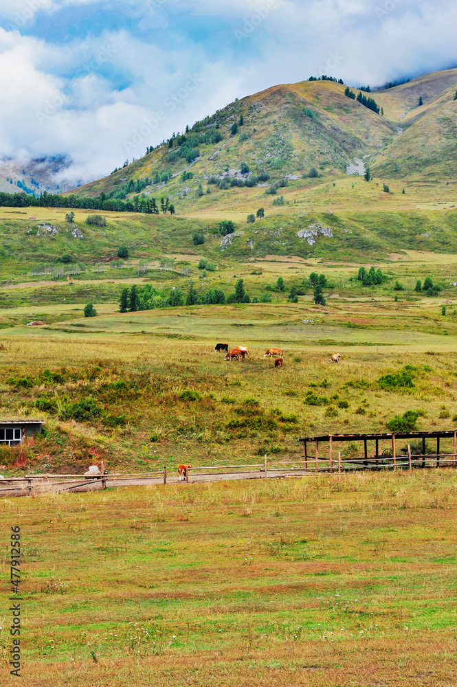 tourists visit the beautiful Xinjiang Ranch