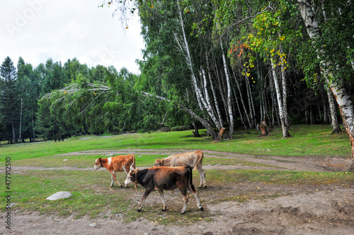 Beautiful birch forest, grassland and cattle scenery, in Xinjiang, China © 欣谏
