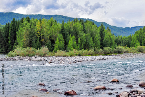 Beautiful birch forest  grassland and river cobble natural scenery in Xinjiang  China