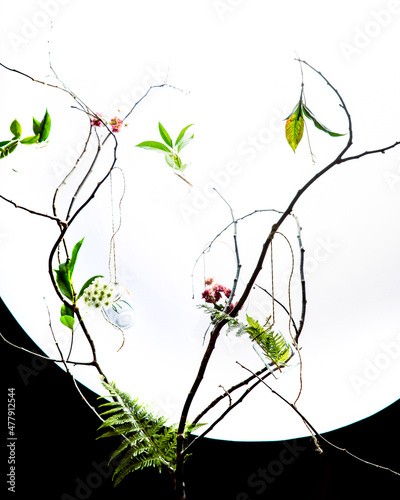 fresh plants and flowers hanging in glass jars on a dried tree branch isolated over white background, wispering garden concept. photo