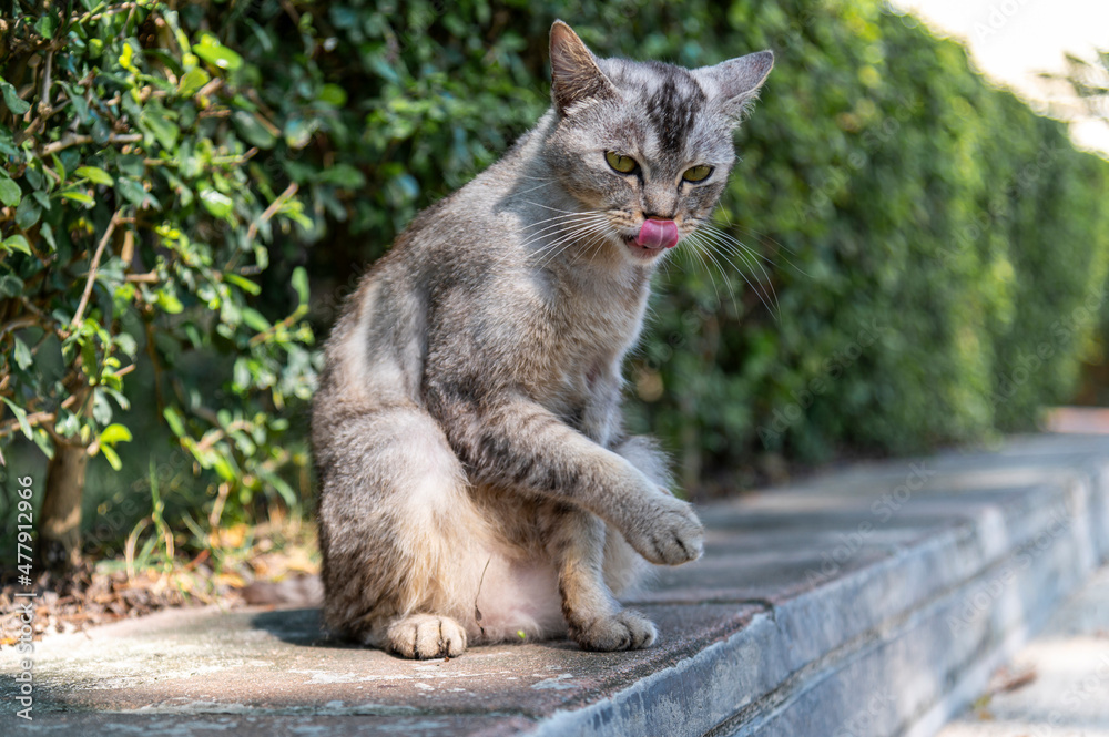 homelesee cat licks its fur to clean itself. with green natural bokeh background. - homeless cat on phi phi island in after effect covid homelesee cat licks its fur to clean itself. with green natural bokeh background. - homeless cat on phi phi island in after effect covid