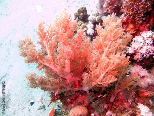 red coral reef