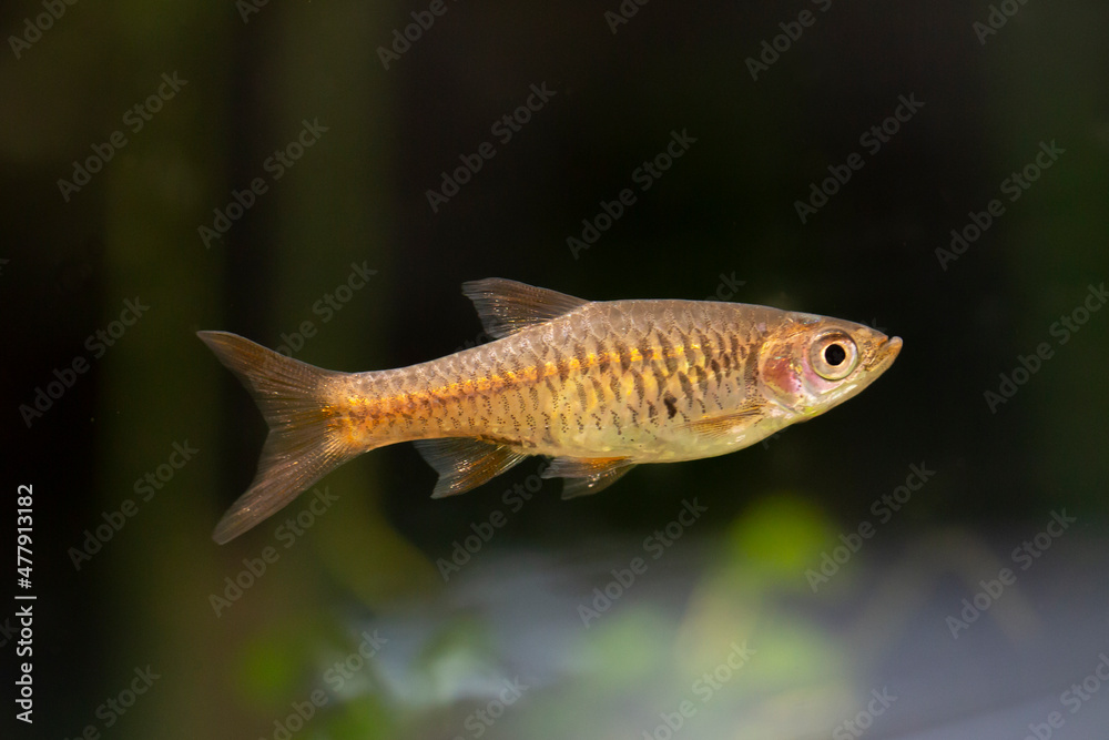 Rasbora vulcanus Rasbora vulcanus