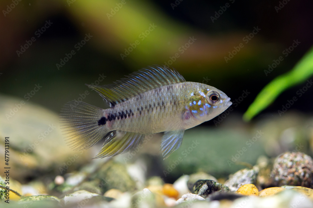 Apistogramma borellii Apistogramma borellii