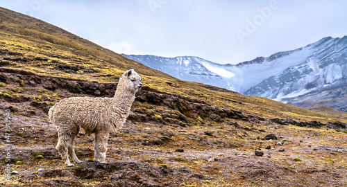 Alpaca at Vinicunca rainbow mountain in Cusco region of Peru