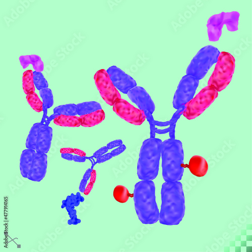 Antibody. immunoglobulin, a Y-shaped molecule binding to specific antigens viral or bacterial proteins with a prescription payload. 