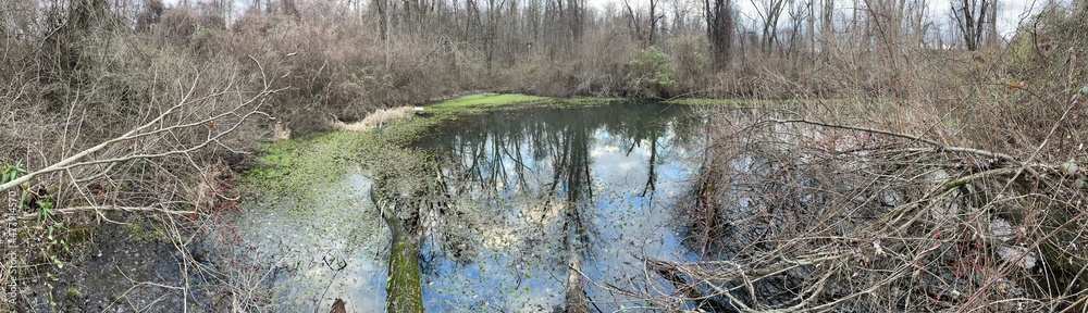 Obraz premium stream in the forest