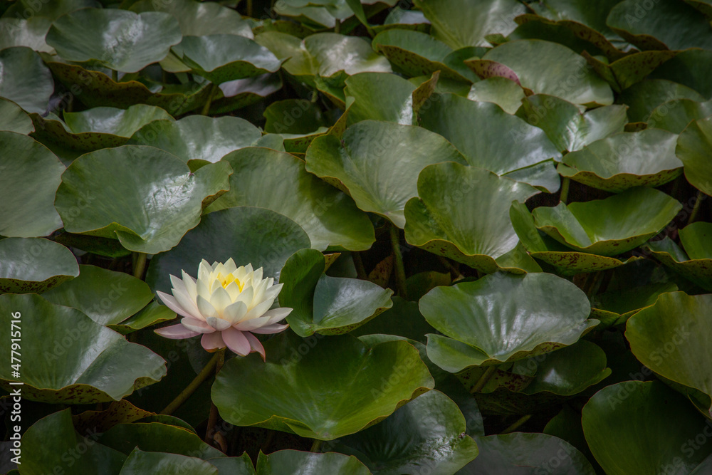 White Water Lily on Pond Surrounded by Lily Pads with Copy Space White Water Lily on Pond Surrounded by Lily Pads with Copy Space