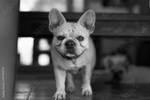 French Bulldog Dog Standing and staring at camera 