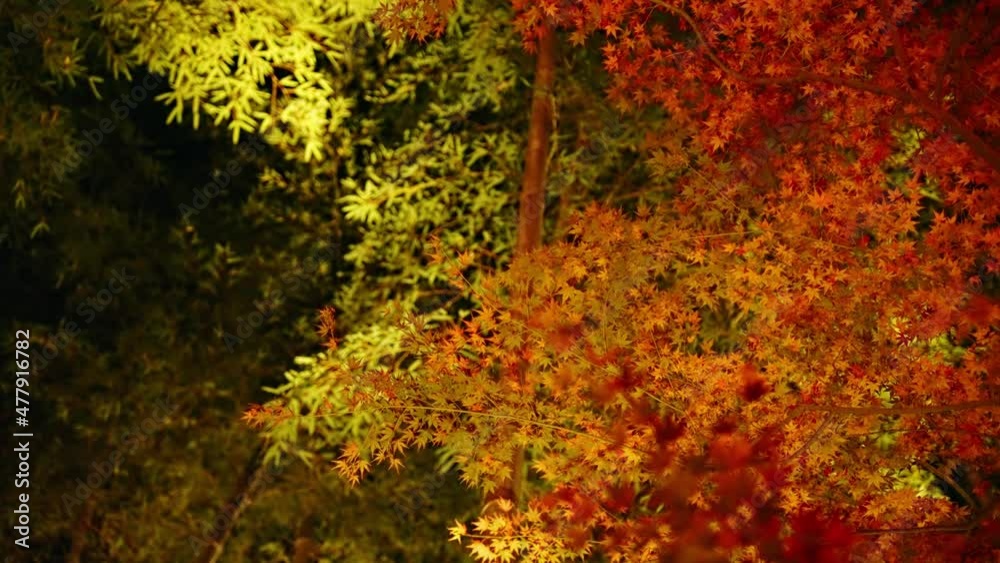 紅葉 夜景 紅葉 夜景