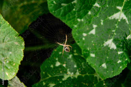 spider in the web among green leaves, Spider web, baker's day, pest in the plantation