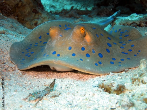 Blue spotted sting Ray