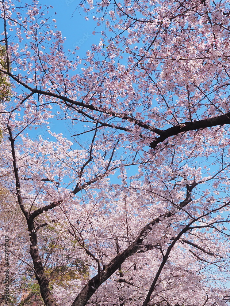満開の桜 満開の桜