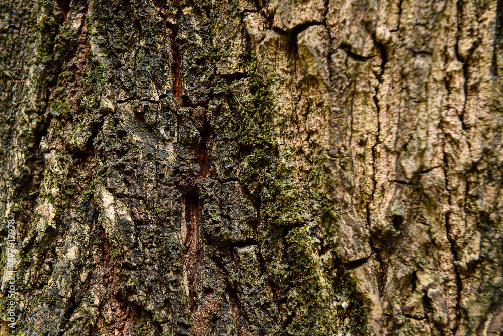 texture, nature texture, background, texture background texture, nature texture, background, texture background