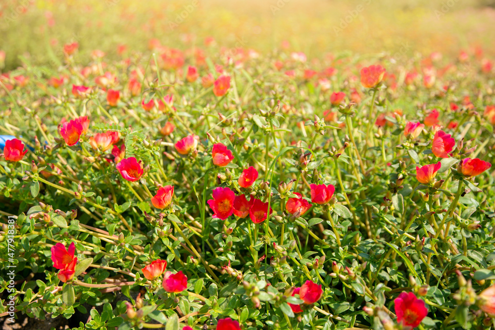 Colorful Common Purslane, Verdolaga, Pigweed, Little Hogweed or Pusley Flower in the garden.