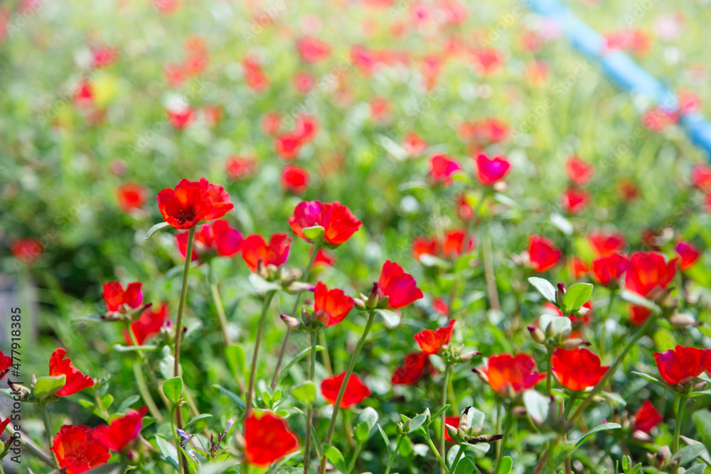 Colorful Common Purslane, Verdolaga, Pigweed, Little Hogweed or Pusley Flower in the garden.