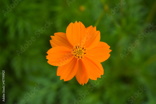 фотографія Beautiful orange flower in full bloom on natural background.