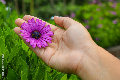 Beautiful violet flower held in one hand 