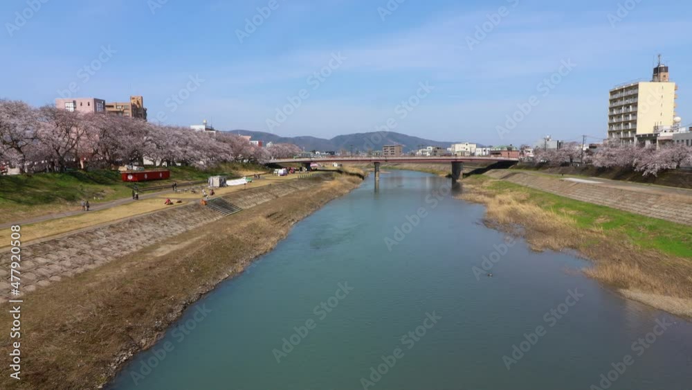 足羽川遊歩道 福井市 桜の名所 足羽川遊歩道 福井市 桜の名所
