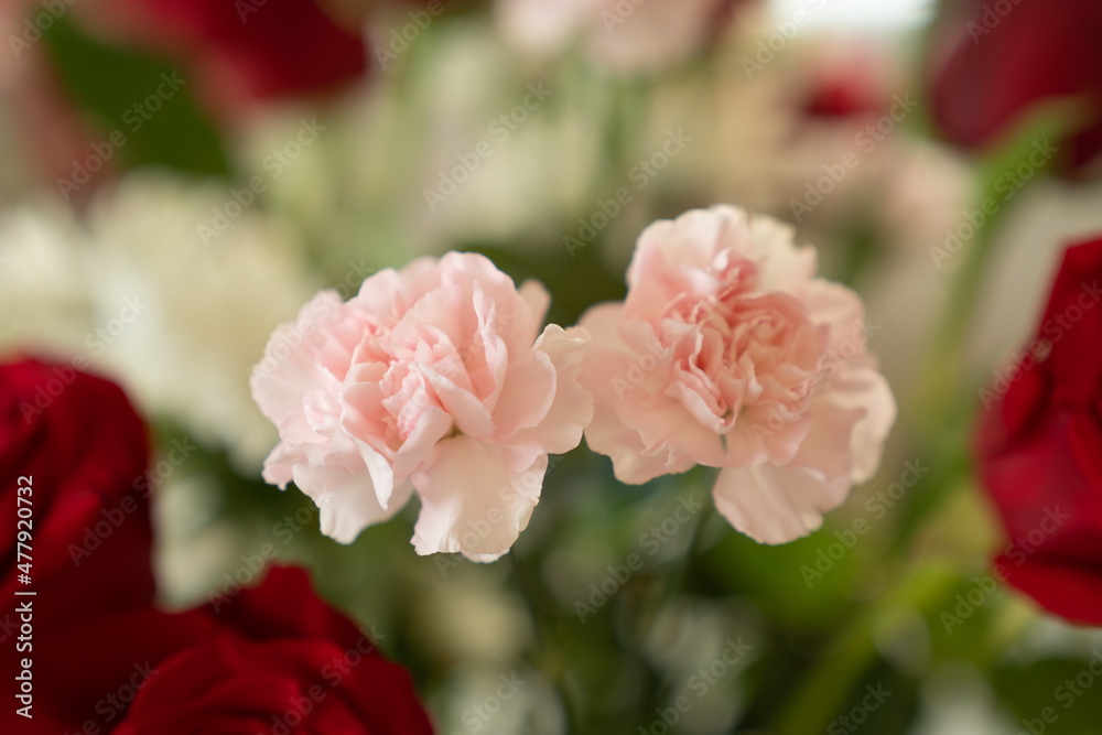 Pink carnations Pink carnations