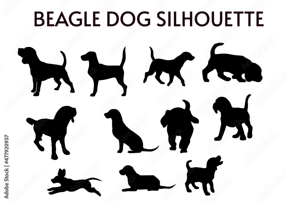 11 Set of Beagle Dog Silhouettes vector, isolated black silhouette of a dog, collection, Animal Silhouette, Dog breeds vector silhouettes set